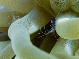 Spotted Cleaner Shrimp IMG 6931